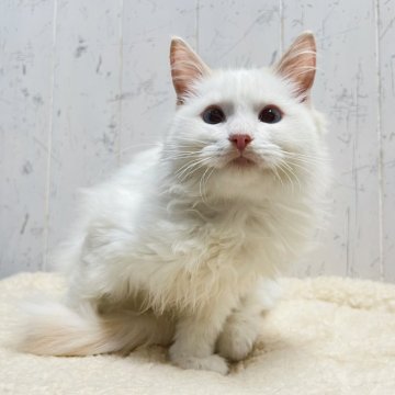 ラグドール【千葉県・男の子・2025年7月2日・クリームポイントバイカラー】の写真「希少なクリームポイントラグくん☆」