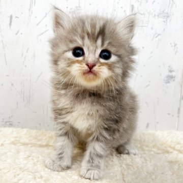 スコティッシュフォールド(立ち耳)【千葉県・女の子・2025年11月29日・シルバータビー&ホワイト】の写真「可愛いさパーフェクトな女の子♫」