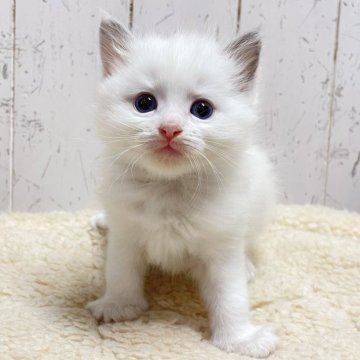 ラグドール【千葉県・女の子・2025年2月25日・ブルーポイントバイカラー】の写真「可憐な美猫ラグドールちゃん♫」