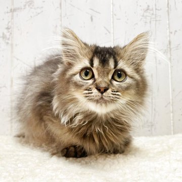 ミヌエット(長足)【千葉県・男の子・2025年9月1日・ブラウンタビー（長毛）】の写真「ぱっちりお目々のキュート過ぎるミヌくん☆」