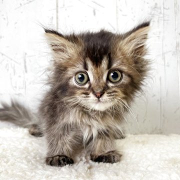 ミヌエット(長足)【千葉県・男の子・2025年9月1日・ブラウンタビー（長毛）】の写真「ぱっちりお目々のキュート過ぎるミヌくん☆」