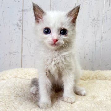 ラグドール【千葉県・女の子・2025年9月20日・シールポイントバイカラー】の写真「お人形さんのような可愛いさ☆」