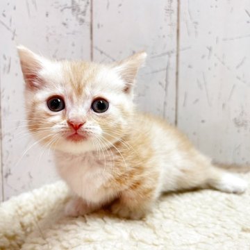 マンチカン(短足)【千葉県・男の子・2025年9月29日・レッドタビー&ホワイト】の写真「ふっくらもちもち短足マンチくん☆」