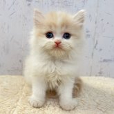 スコティッシュフォールド(立ち耳)