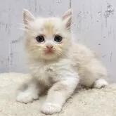 ラガマフィン×スコティッシュフォールド【千葉県・女の子・2025年6月4日・レッドタビー&ホワイト】の写真1