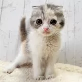 スコティッシュフォールド(折れ耳)