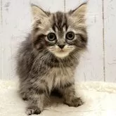 マンチカン(長足)【千葉県・女の子・2025年1月1日・ブラウンパッチドタビー】の写真1