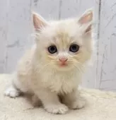 ラガマフィン×スコティッシュフォールド【千葉県・女の子・2025年6月4日・レッドタビー&ホワイト】の写真2