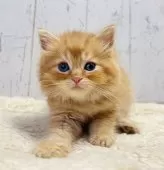 ラガマフィン【千葉県・女の子・2025年8月14日・レッドタビー】の写真2