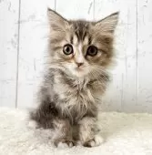 ミヌエット(長足)【千葉県・女の子・2025年9月1日・ブラウンパッチドタビー&ホワイト】の写真2