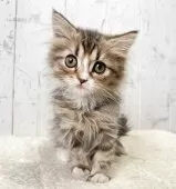 ミヌエット(長足)【千葉県・女の子・2025年9月1日・ブラウンパッチドタビー&ホワイト】の写真3