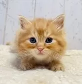 ラガマフィン【千葉県・女の子・2025年8月14日・レッドタビー】の写真3