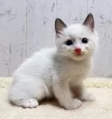 ラグドール【千葉県・男の子・2025年11月14日・ブルーポイントバイカラー】の写真5