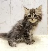 マンチカン(長足)【千葉県・女の子・2025年1月1日・ブラウンパッチドタビー】の写真5