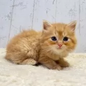 ラガマフィン【千葉県・女の子・2025年8月14日・レッドタビー】の写真5