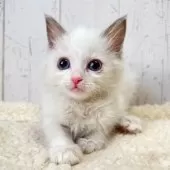 ラグドール【千葉県・女の子・2025年9月20日・シールポイントバイカラー】の写真5