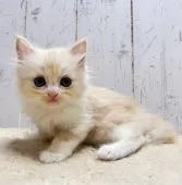 ラガマフィン×スコティッシュフォールド【千葉県・女の子・2025年6月4日・レッドタビー&ホワイト】の写真5