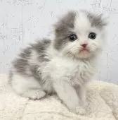 スコティッシュフォールド(折れ耳)【千葉県・男の子・2025年10月1日・ブルータビー&ホワイト】の写真5