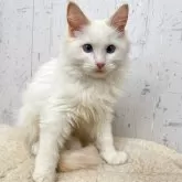 ラグドール【千葉県・男の子・2025年7月2日・クリームポイントバイカラー】の写真4