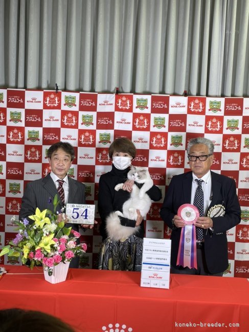 園木　葉子(そのき　ようこ)ブリーダー(北海道・ラグドールなど・ICC登録)の紹介写真5