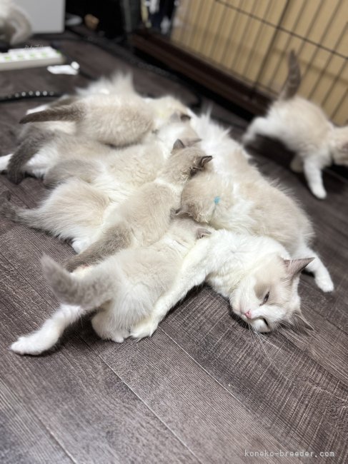 園木葉子ブリーダーのブログ：頑張れまつりちゃん