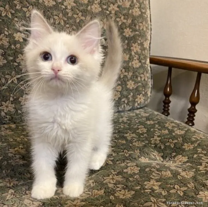 ID：2305-00924の子猫