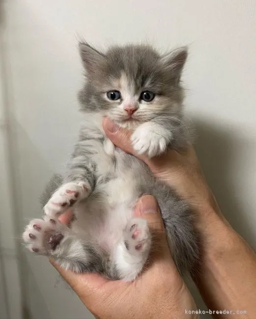 ID:2112-00906の子猫