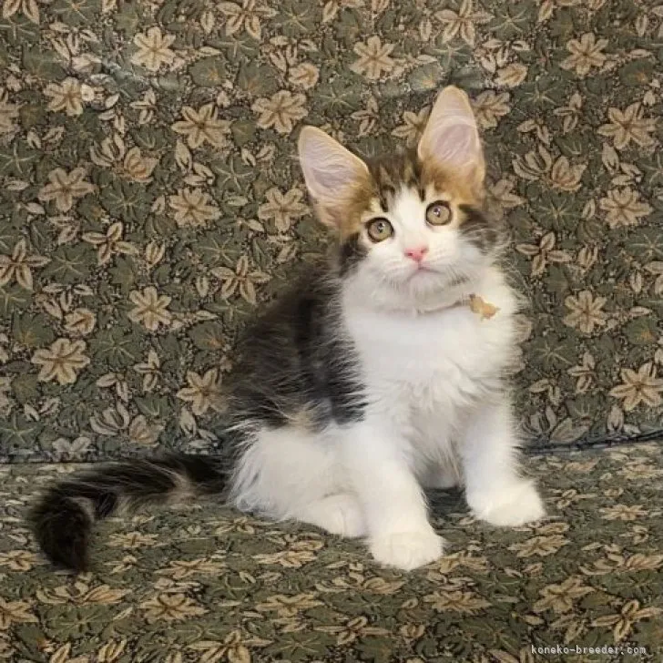 ID：2308-01742の子猫