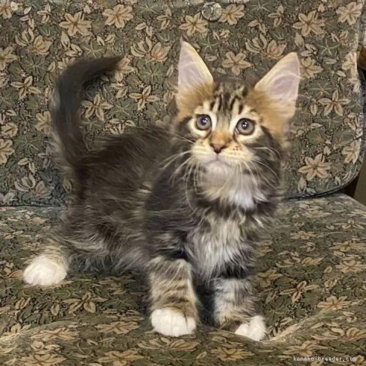 ID:2308-01740の子猫