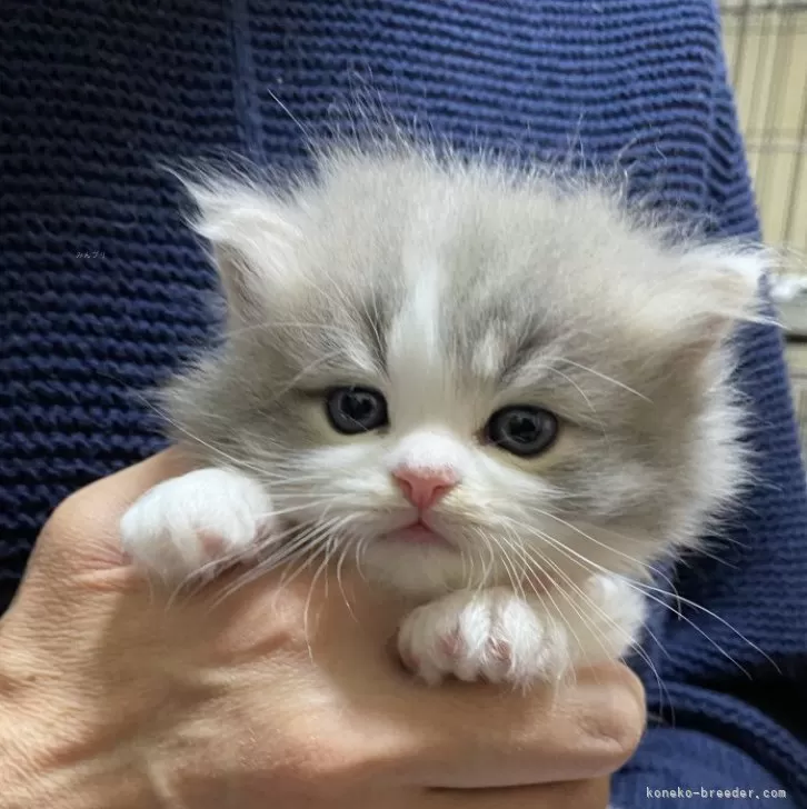 ID：2411-01264の子猫