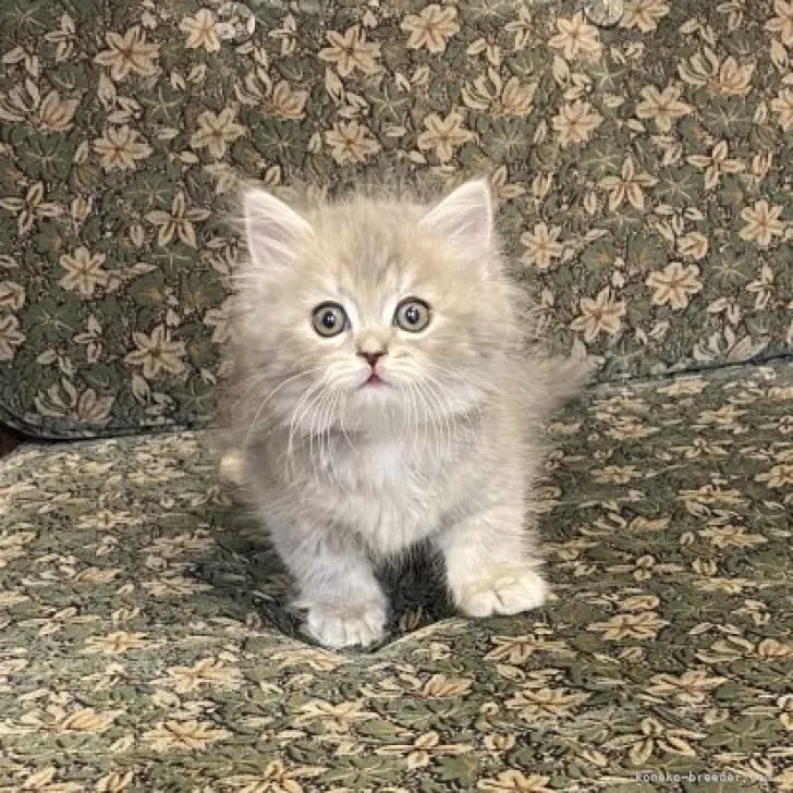 ID:2405-00202の子猫