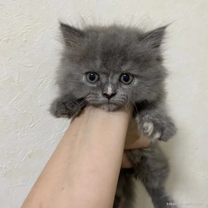 ID:2306-02408の子猫