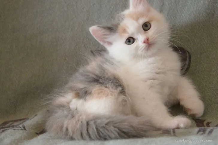 ID：2104-01336の子猫