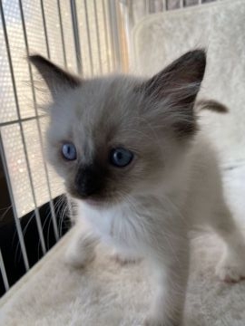 ラグドール【北海道・男の子・2021年11月18日・シールポイントミテッド】の写真「たまらない可愛さです」