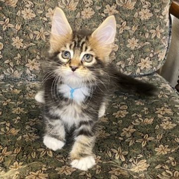 メインクーン【北海道・男の子・2023年6月10日・ブラウンタビー&ホワイト】の写真「父猫チャンピオン　カッコいい骨太な男の子」