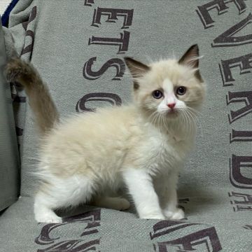 ラグドール【北海道・女の子・2021年4月13日・シールポイントバイカラー】の写真「お母さん猫譲りの美人さんです」