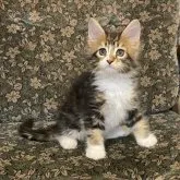 メインクーン【北海道・女の子・2023年6月10日・ブラウンタビー&ホワイト】の写真1