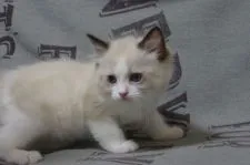 ラグドール【北海道・男の子・2021年4月13日・シールポイントバイカラー】の写真2