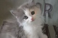 ラガマフィン【北海道・女の子・2021年2月21日・ブルークリーム&ホワイト】の写真2