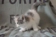 ラガマフィン【北海道・女の子・2021年2月21日・ブルークリーム&ホワイト】の写真3