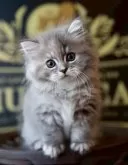 ラガマフィン【北海道・女の子・2025年6月4日・ブルークリームタビー】の写真10