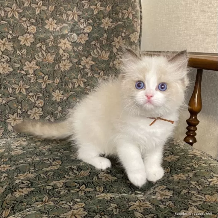 ID：2502-00577の子猫