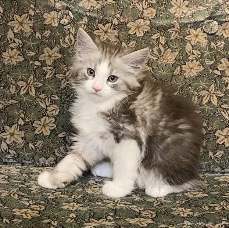 ID：2504-02143の子猫