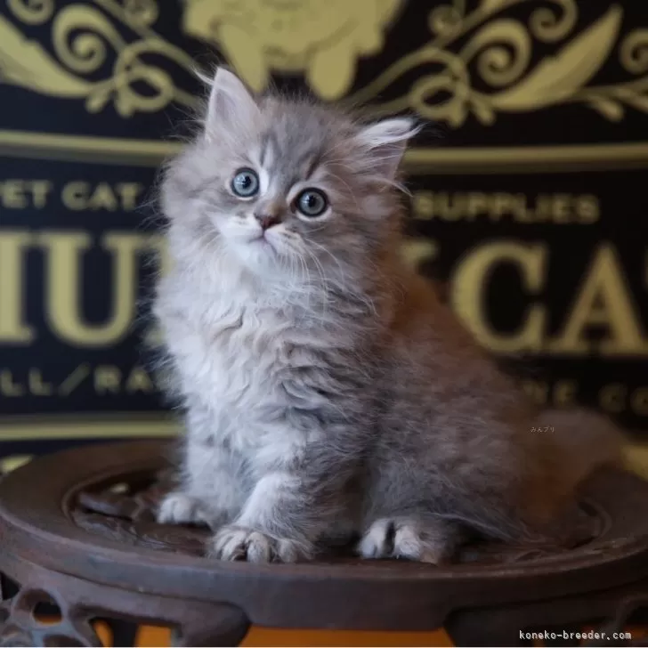 ID：2508-00080の子猫