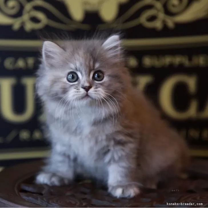 ID:2508-00104の子猫