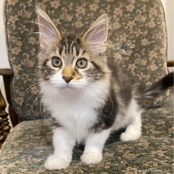 ID:2412-00897の子猫