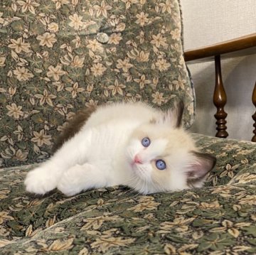ラグドール【北海道・男の子・2025年3月4日・シールリンクスポイントバイカラー】の写真「両親猫遺伝子検査クリア　食欲旺盛」
