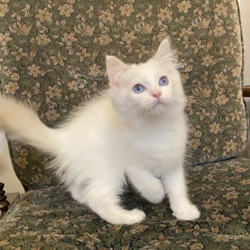 ラグドール【北海道・男の子・2025年1月16日・ブルーポイントバイカラー】の写真「両親猫遺伝子検査クリア　髭袋ぷっくり」