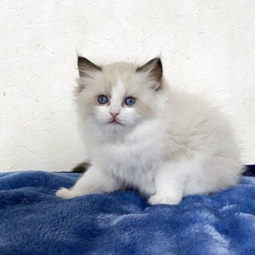 ラグドール【北海道・女の子・2025年3月4日・シールポイントバイカラー】の写真「両親猫遺伝子検査クリア　毛量たっぷり」