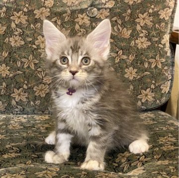 メインクーン【北海道・女の子・2025年7月2日・ブルータビー&ホワイト】の写真「親猫遺伝子検査クリア（HCM・PKD・PK欠損症）」